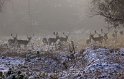 brachter Wald Dammwild im Winter